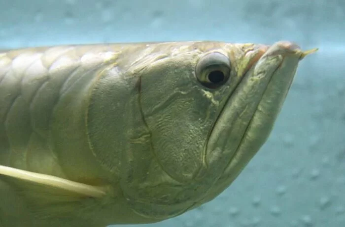Ученые впервые обнаружили у рыб эмоциональное состояние