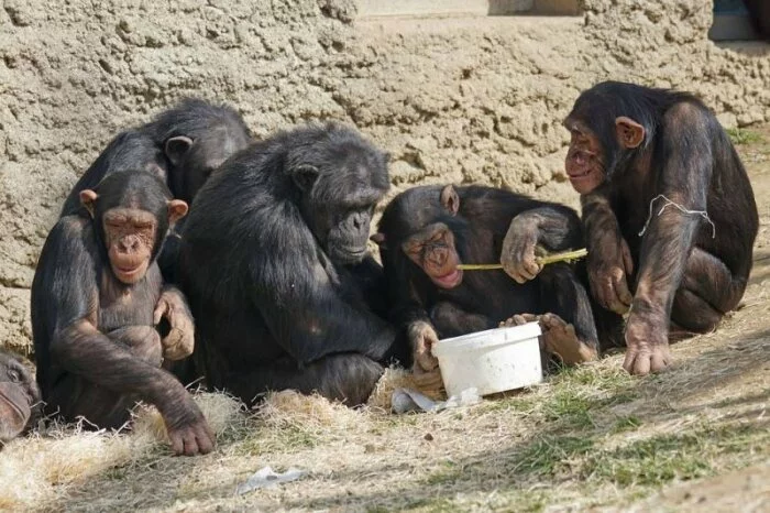 Учёные зафиксировали случай каннибализма среди шимпанзе