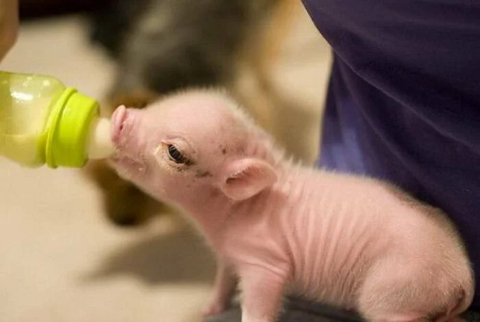 В Китае выведены генномодифицированные свиньи без сала