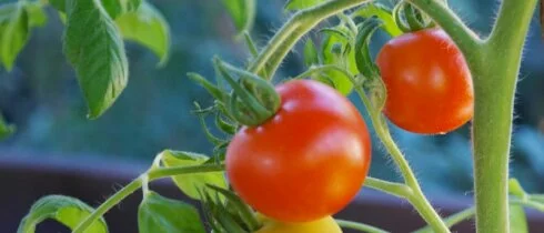 Турецкие томаты начнут продавать в России с 1 декабря