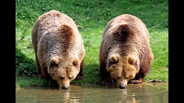 В Архангельской области закрыли кладбище из-за голодных медведей