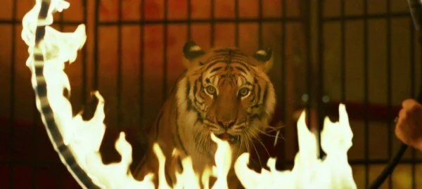 В Москве на работницу цирка-шапито «Радуга» напал тигр