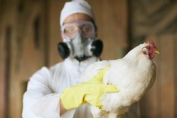 В Ростовской области выявлена вспышка птичьего гриппа