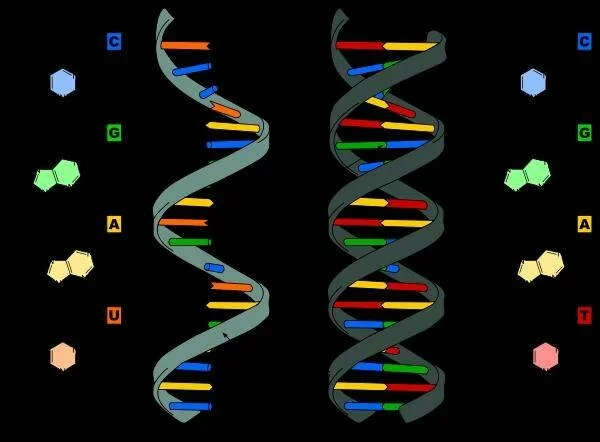 РНК показала отличия мозга человека от остальных приматов