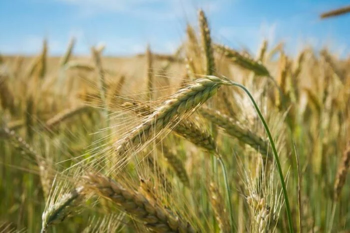 Испанские биотехнологи представили генномодифицированную безглютеновую пшеницу