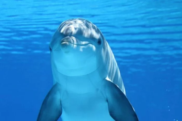 Учёные: Дельфины привлекают к себе самок подарками