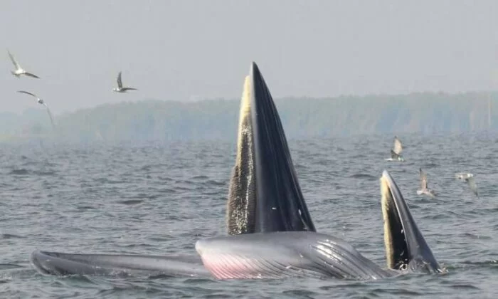 Ученые обнаружили новый способ охоты усатых китов