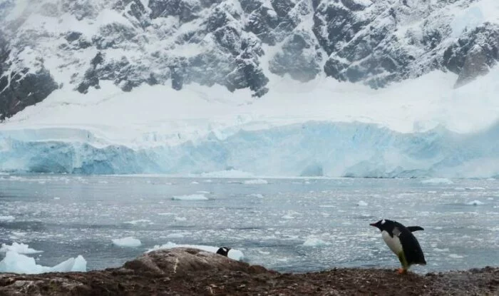 Ученые обнаружили в Антарктиде остатки древнего леса
