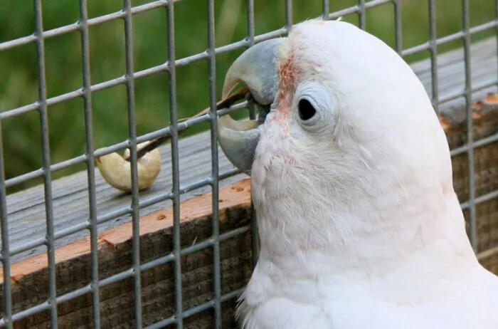 Ученые: Попугаи какаду Гоффина научились вставлять ключи в скважины