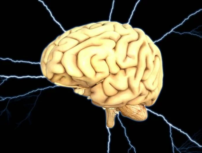Учёные вырастили искусственный мозг в лаборатории