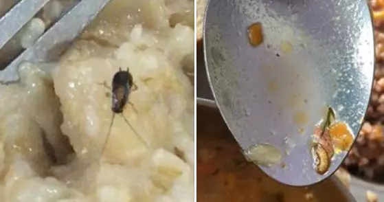 В соцсетях обсуждают тараканов и личинок из столовой украинских курсантов