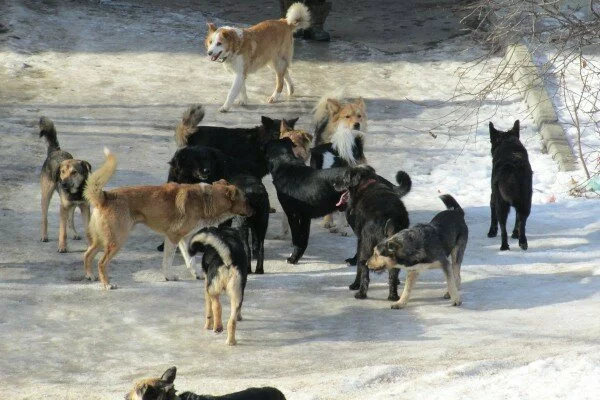 В Якутии собаки чуть не загрызли 8-летнюю девочку